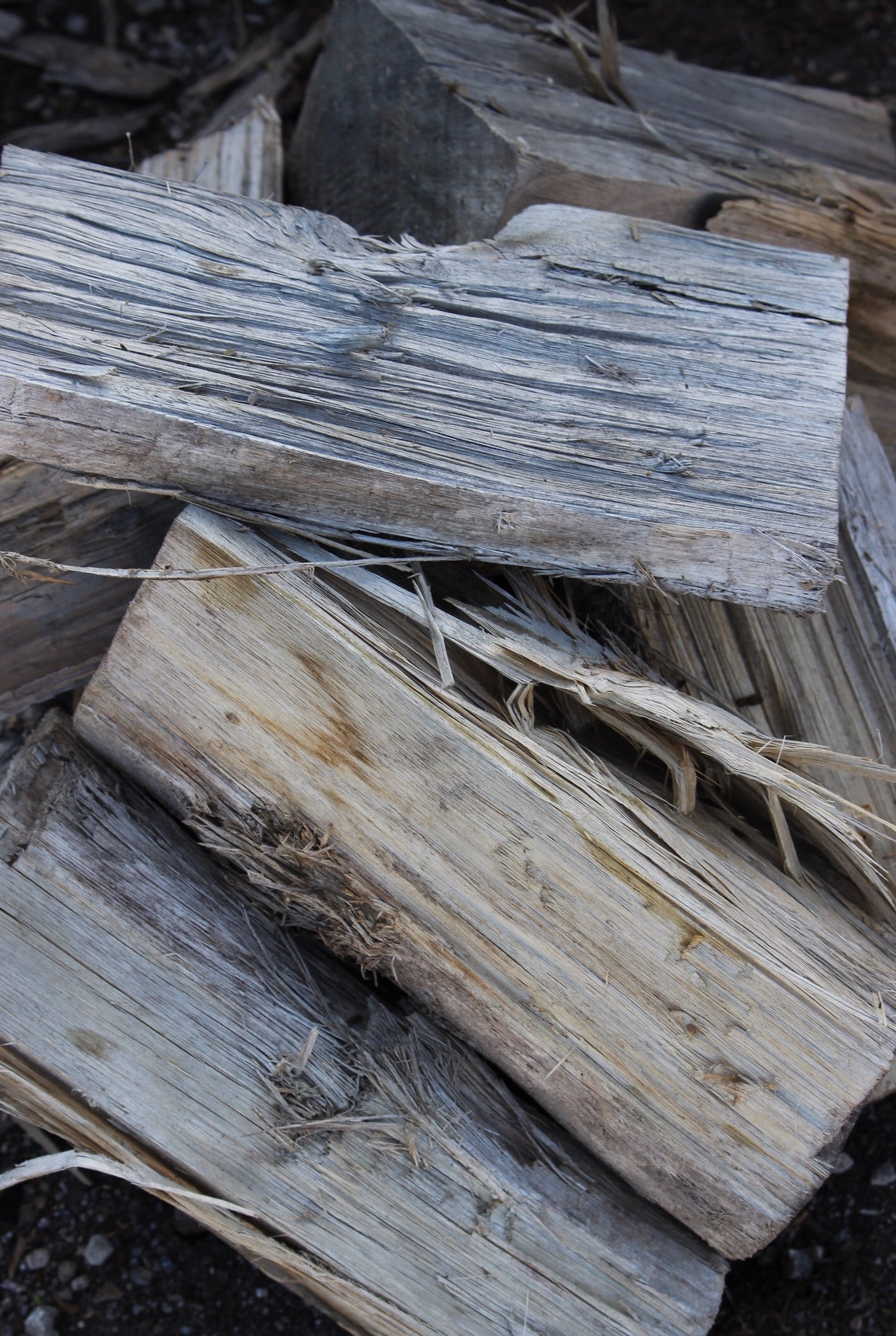 Macrocarpa - Ready to burn 2026